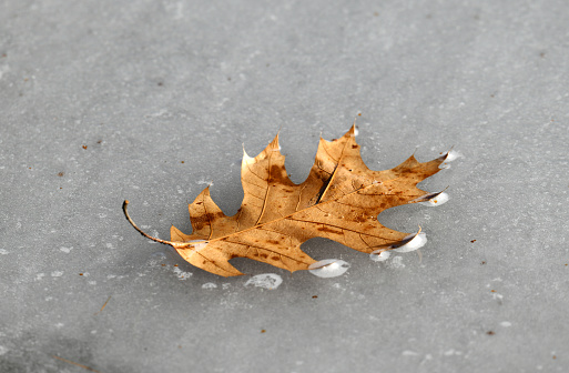 fallen leaf frozen on the ice in lake surface