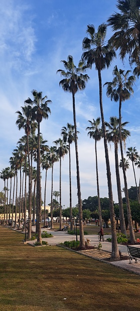 Palms on the two side of garden Street inside alexandrez park