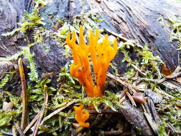 istock Yellow stagshorn or Calocera viscosa 2018514085