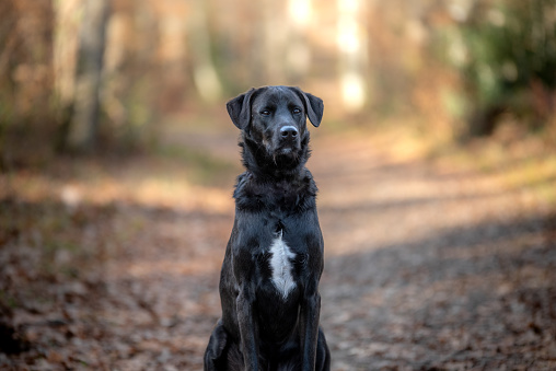 Shooting photo and portrait of a black labrador dog in forest
