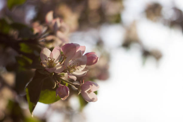 Apple blossom, the flowering of a fruit tree in spring. Blurred background