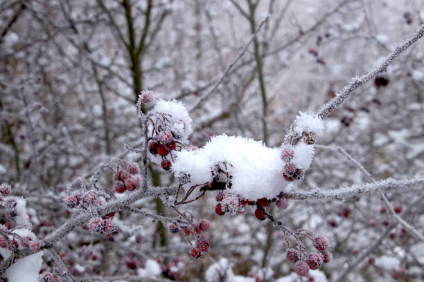 Hoarfrost on red wild red berries on a misty morning