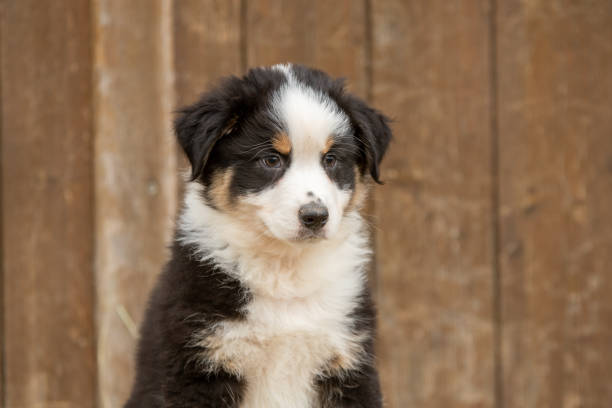 A small brown and white puppy is laying on an orange blanket. The puppy is looking up at the camera with a curious expression. .