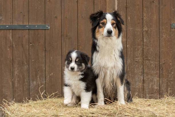 istock Australian shepherd puppy in nature 2018542743