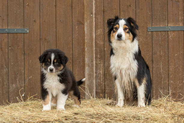istock Australian shepherd puppy in nature 2018542745