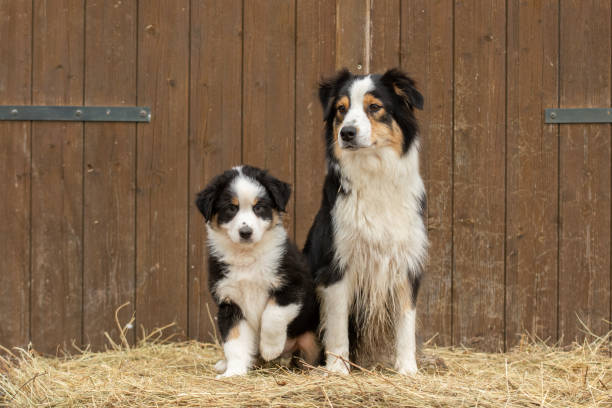 istock Australian shepherd puppy in nature 2018543042