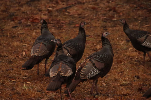 Flock of Wild Turkeys