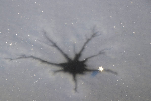 istock Star above and below the ice 2018544358
