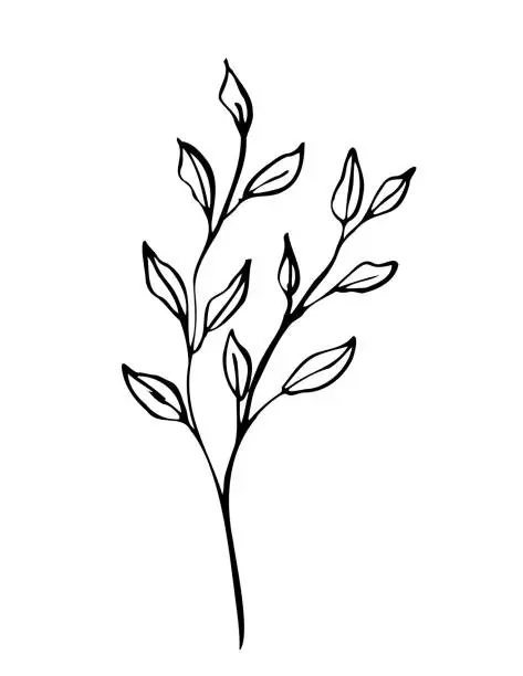 Vector illustration of Hand Drawn Ink Doodle Of A Branch With Leaves On A Transparent Background