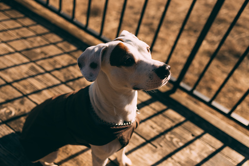 A close-up of an attentive dog wearing a coat, looking away while standing by a metal fence, captured during golden hour.