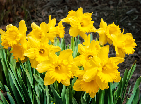 Pictured daffodils in a white background.