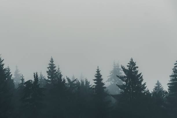 Misty forest with fog and pine trees lining the landscape