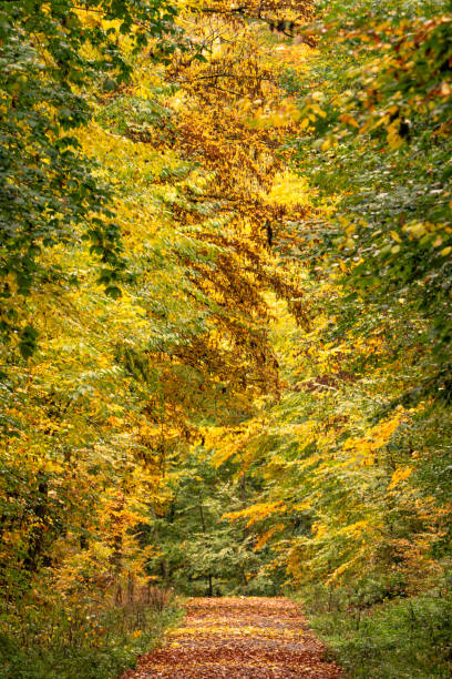 istock a dirt road in an autumn forest, surrounded by leaves 2018622670