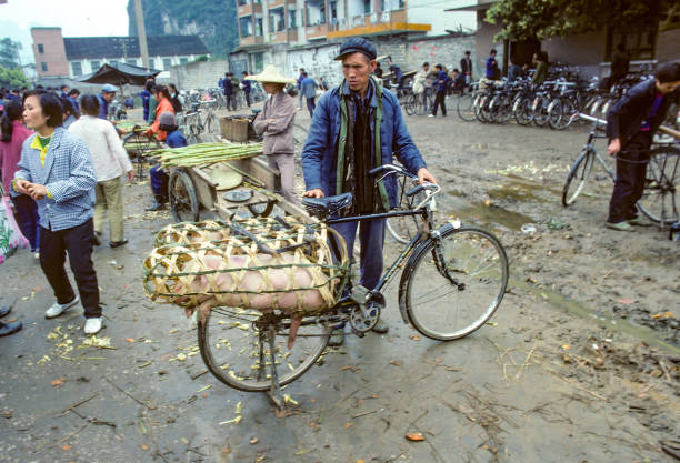 farmer with a pig packet in a bamboo box at his bike at the market in Guilin Guilin, China - February 16, 1983: farmer with a pig packet in a bamboo box at his bike at the market in Guilin. pig farmer china stock pictures, royalty-free photos & images