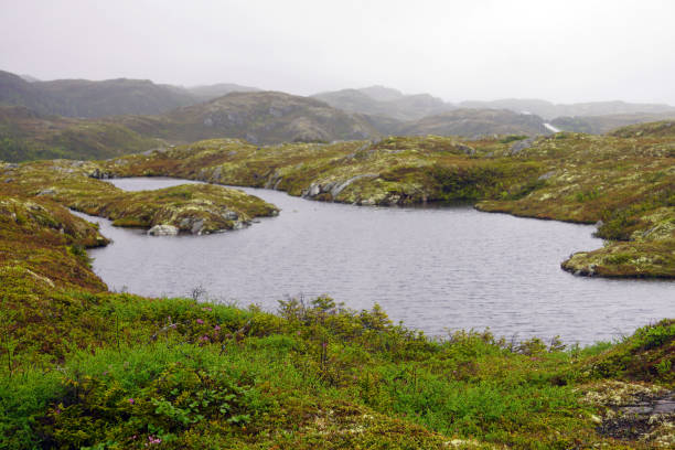 istock Pond surrounded by marshy ground on a foggy, overcast day 2018650965