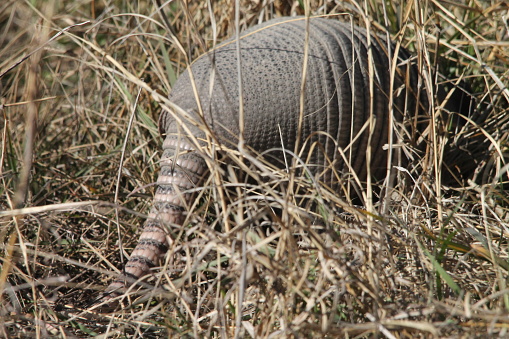 Tail end of an armadillo walking into dried grass