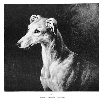 Portrait of a Greyhound dog. Illustration published 1894. Original edition is from my own archives. Copyright has expired and is in Public Domain.