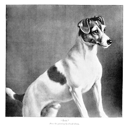 Portrait of a Fox Terrier dog. Illustration published 1894. Original edition is from my own archives. Copyright has expired and is in Public Domain.