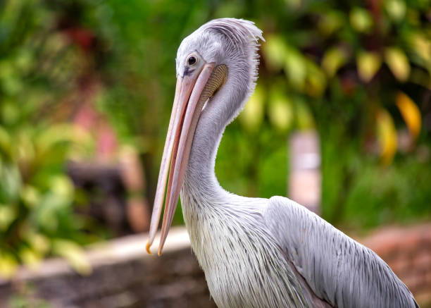 istock Pink-backed Pelican (Pelecanus rufescens) in Sub-Saharan Africa 2018676748