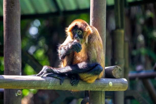 This is a color photograph of a wild spider monkey in the tree in Akumal, Mexico.