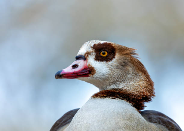 istock Egyptian Goose (Alopochen aegyptiaca) in El Retiro Park, Madrid 2018679847