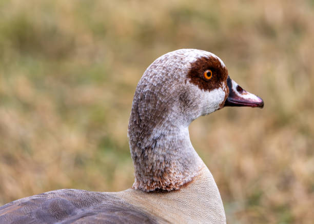 Majestic Egyptian Goose roaming amidst the serene surroundings of El Retiro Park, Madrid.