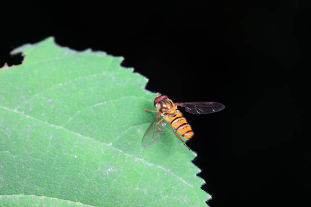 Aphid eating flies in the wild, North China