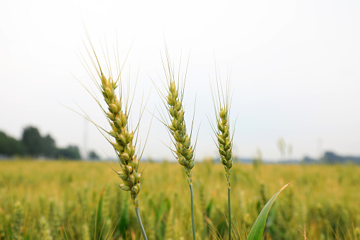 Maturing wheat in North China