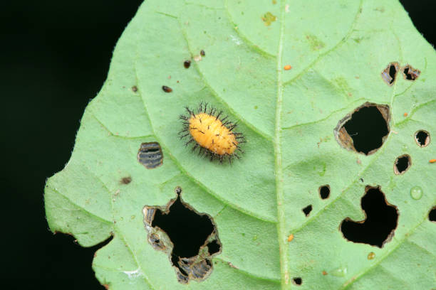 istock Ladybugs on wild plants, North China 2018692814