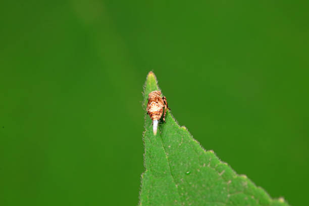 Hemiptera wax Cicadellidae insects on wild plants, North China