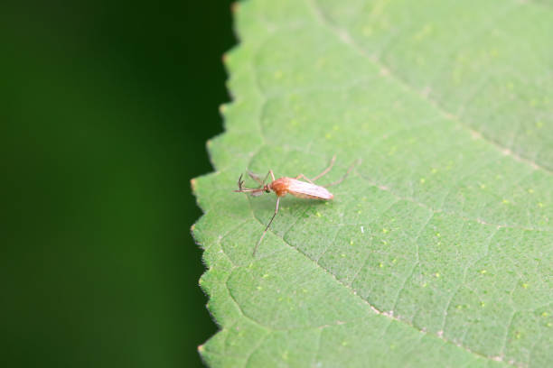 mosquito insect in the wild, North China