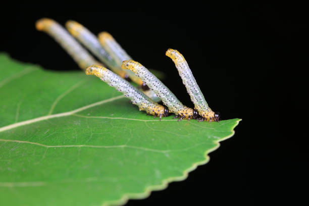 Leaf bee larvae on wild plants, North China