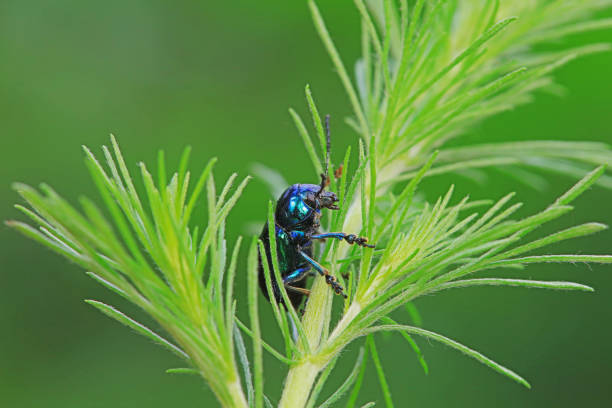 Spring dor beetle in the woods