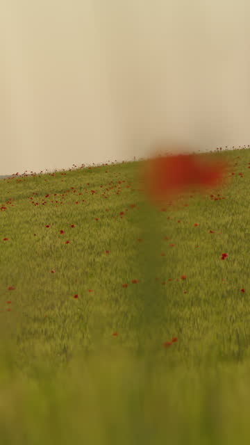 SLO MO Panning Shot of Idyllic Lush Green Wheat Field with Poppies Blooming against Clear Sky during Daytime