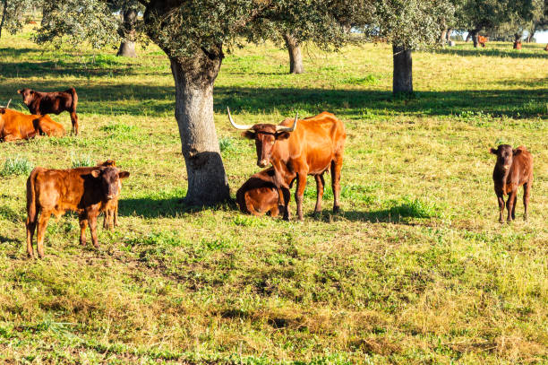istock Rural Scene: Retinta Cow and Calves in the Sunny Dehesa. 2018747414