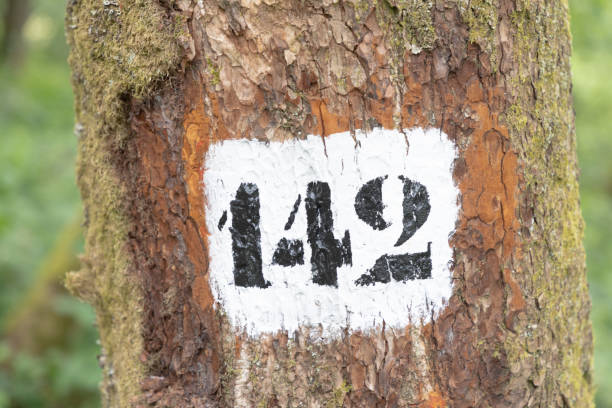 istock number 142 painted at the old tree in the forest 2018787234