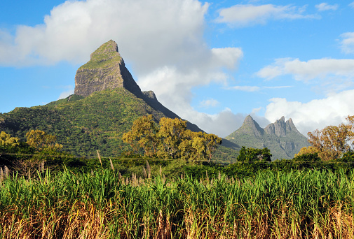 Tamarin, Rivière Noire (Black River) district, Mauritius: Montagne du Rempart / Rampart Mountain (1,968 ft / 600 m) with the Trois Mamelles Mountain Peaks, the Matterhorn's green cousin in the Southern hemisphere, besides climbing and hiking,the area is famous for deer hunting. Sugarcane plantation in the foreground.