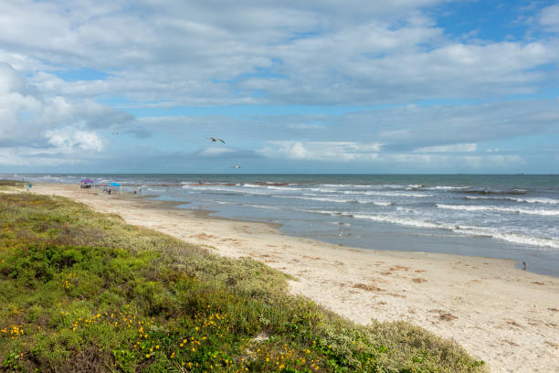 people enjoy the beautiful sandy beach at the gulf of mexico at the island of galveston with dramatic beautiful sky in texas - galveston bildbanksfoton och bilder