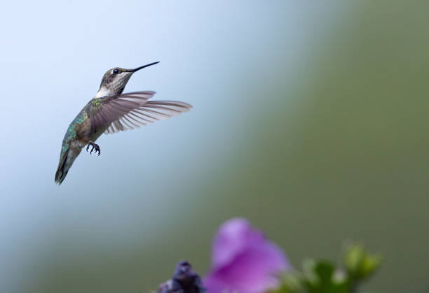 Graceful hummingbird in flight approaching red blossoms, highlighted against a glowing green bokeh background with circular light spots. Great for illustrating concepts of beauty in nature, energy, freedom, and wildlife photography.