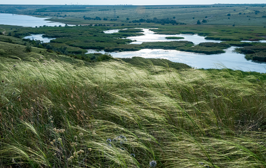 Ukrainian feather grass steppe, Bunchgrass species (Stipa capillata), steppe landscape of southern Ukraine