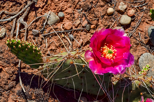 Flowering cactus plants, Pink flowers of Opuntia polyacantha in Canyonlands National Park, Utha USA
