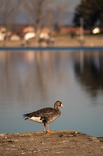 Female mallard, duck in front of the lake