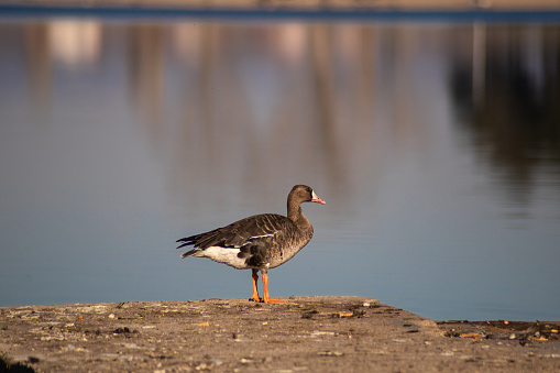 Female mallard, duck in front of the lake