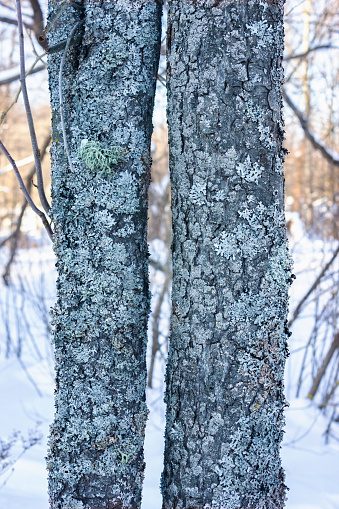 Alder trunks, the bark of which is covered with lichen. Winter
