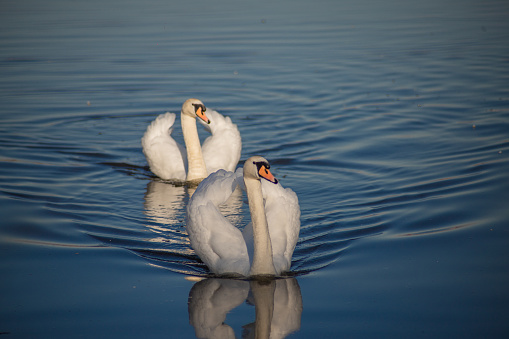 Two male mute swans swimming on the lake