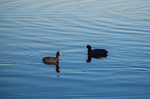 Autumn riverside, American coot floating on water