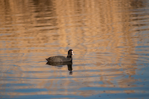 Autumn riverside, American coot floating on water