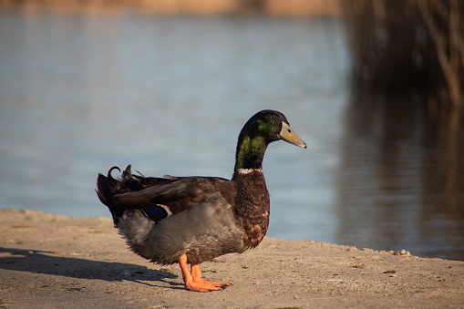 One mallard walking on the ground, next to a lake