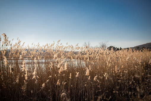 Dense reeds grow on the shore of the lake, in winter it has become dry and yellow.