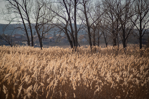 Mountain meadow as a background